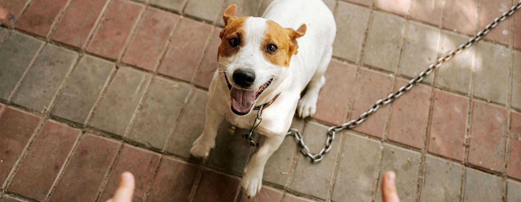 a dog on a leash being walked by a person